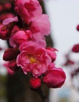 Kersenbloesem Japan